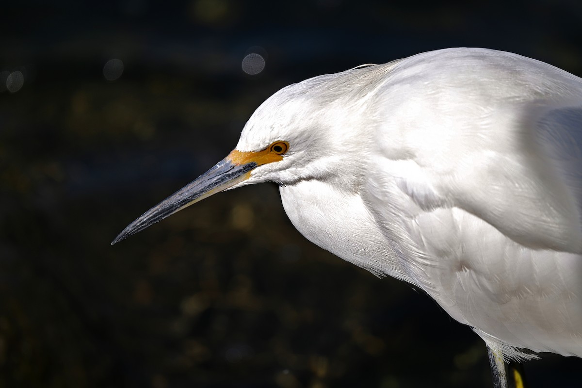 Snowy Egret - ML643968431