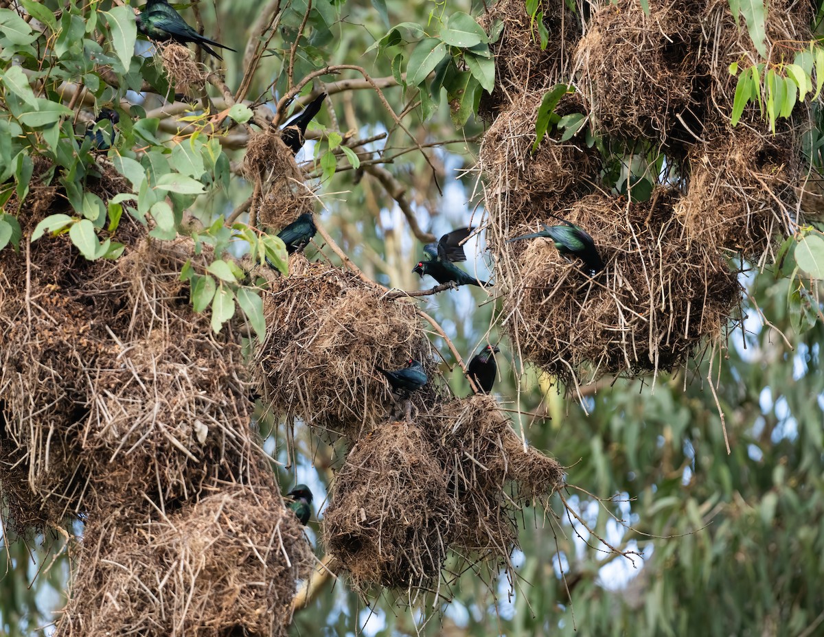 Metallic Starling - ML643968434