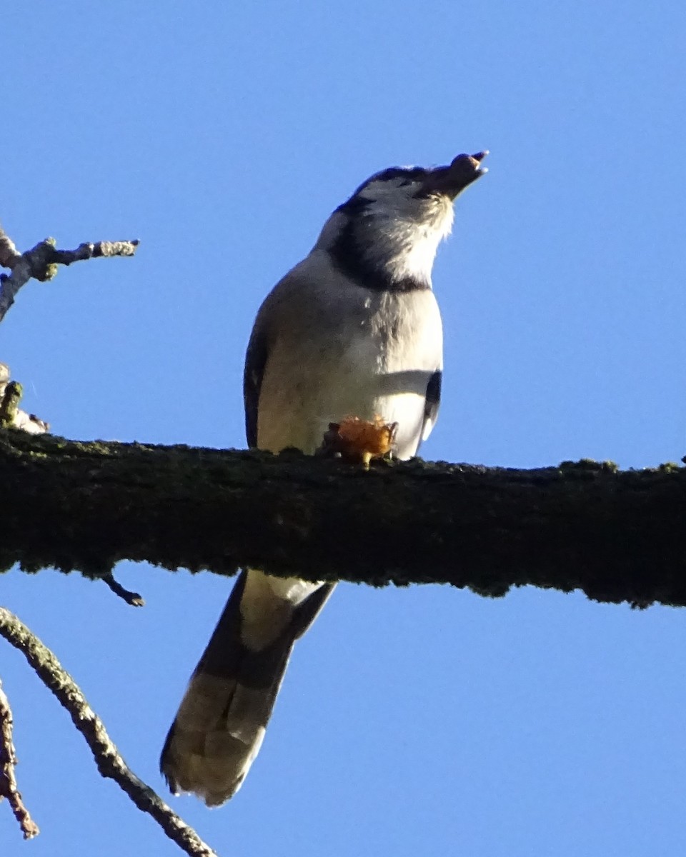 Blue Jay - ML643968437