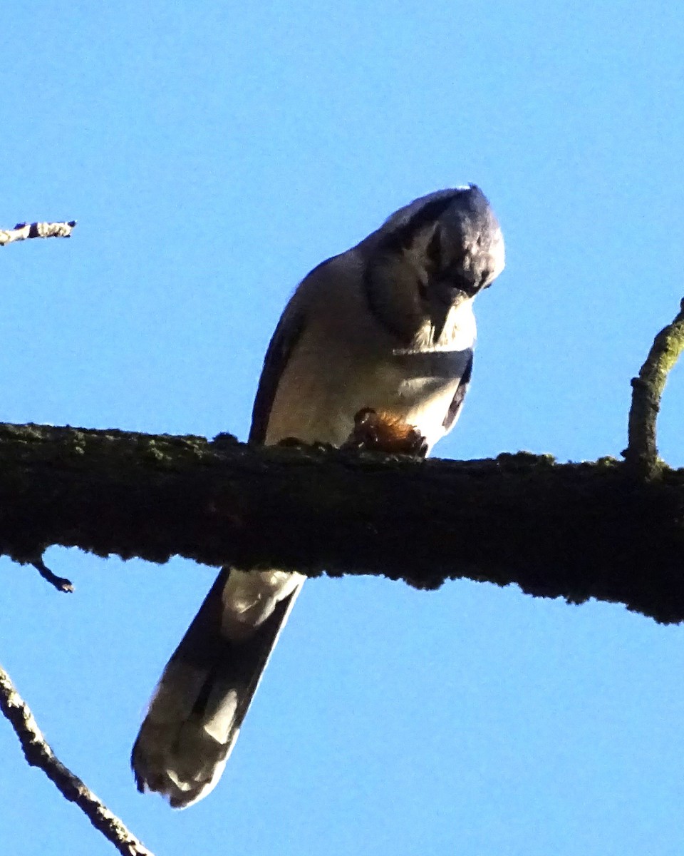 Blue Jay - ML643968438
