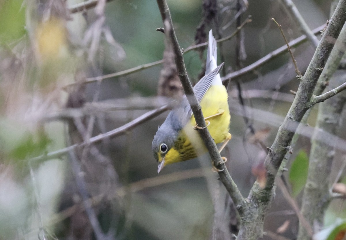 Canada Warbler - ML643968450