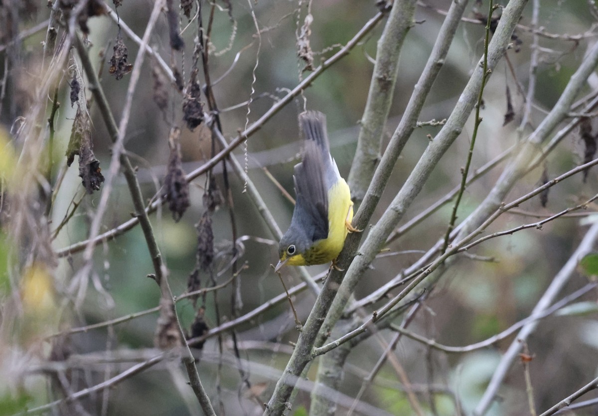 Canada Warbler - ML643968456