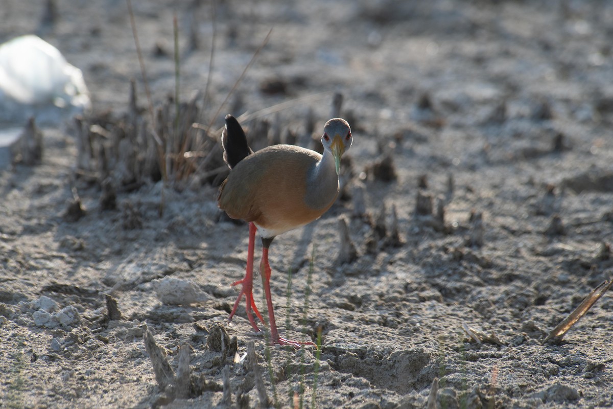 Russet-naped Wood-Rail - ML643968461