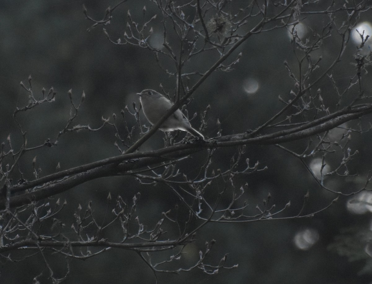 Hutton's Vireo - ML643968462