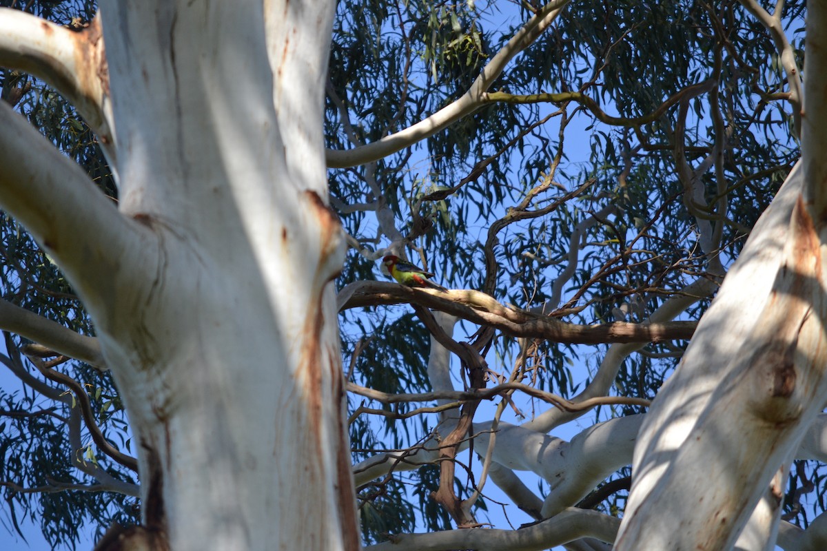 Eastern Rosella - ML643968465