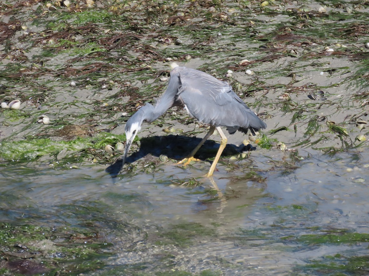 White-faced Heron - ML643968494
