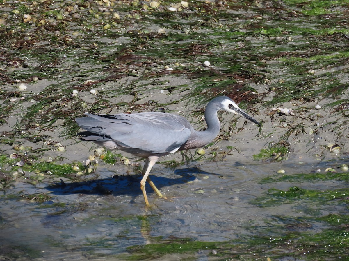 White-faced Heron - ML643968495