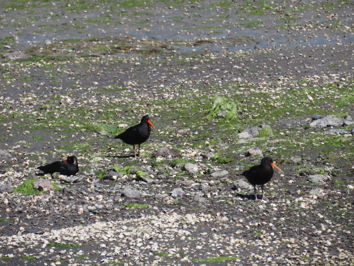 Variable Oystercatcher - ML643968507
