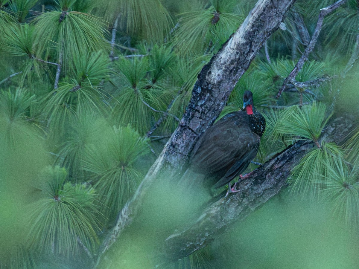 Crested Guan - ML643968508