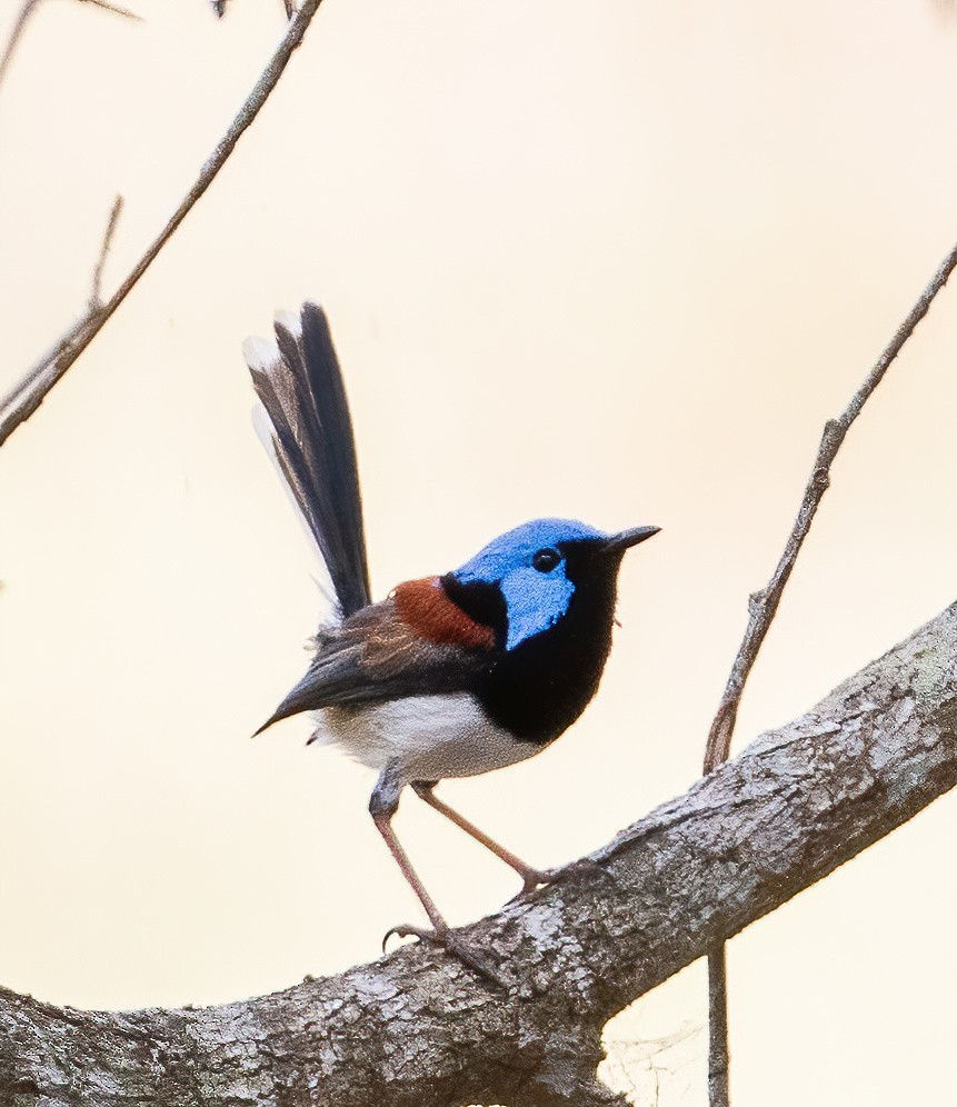 Schmuckstaffelschwanz - ML643968517