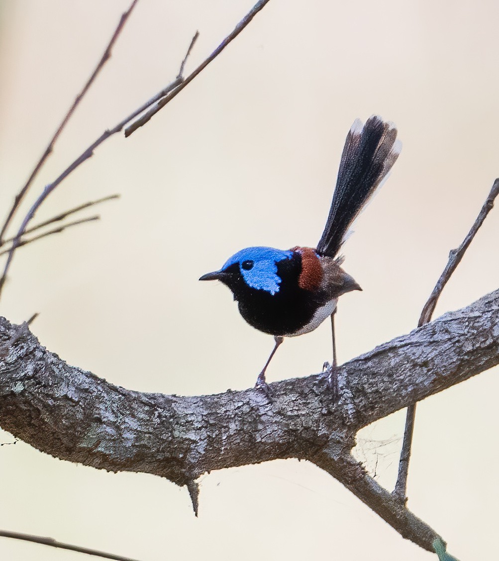 Schmuckstaffelschwanz - ML643968518