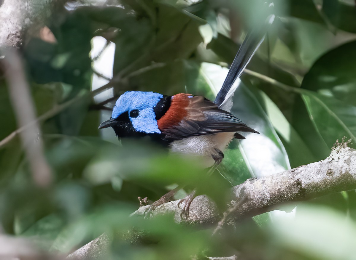 Schmuckstaffelschwanz - ML643968519