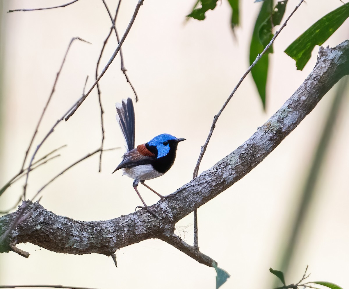 Schmuckstaffelschwanz - ML643968520