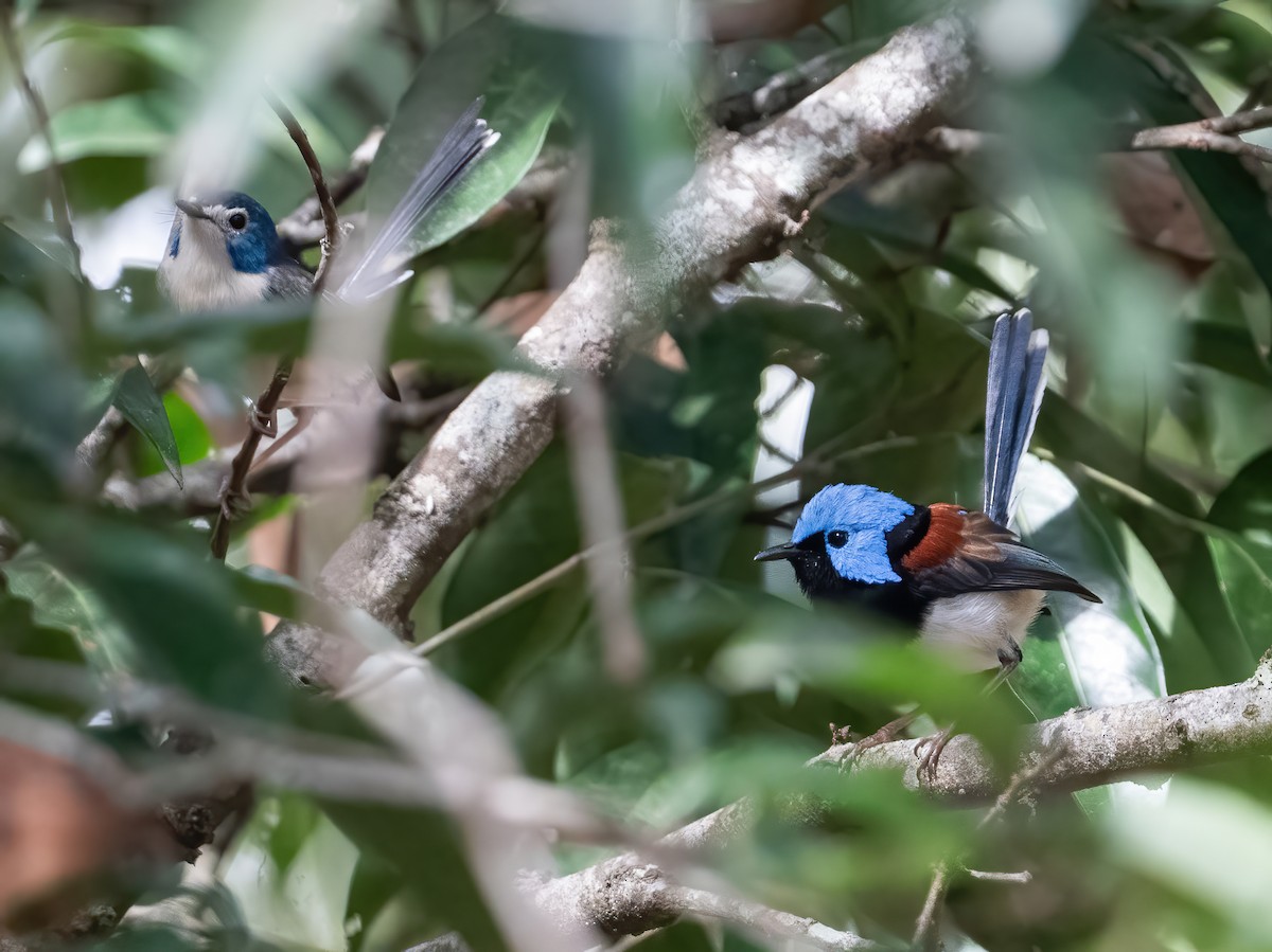 Schmuckstaffelschwanz - ML643968521