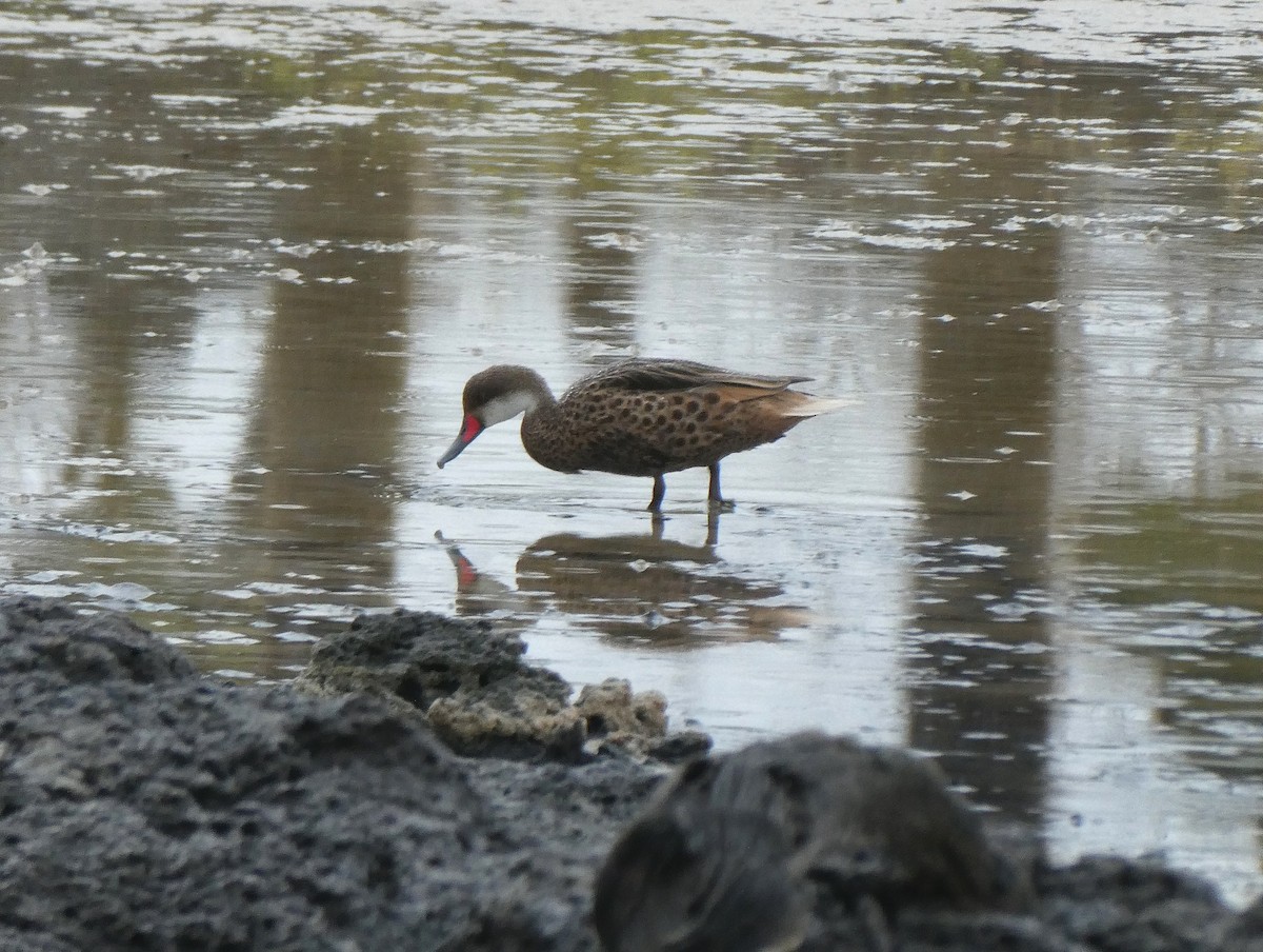 White-cheeked Pintail - ML643968524