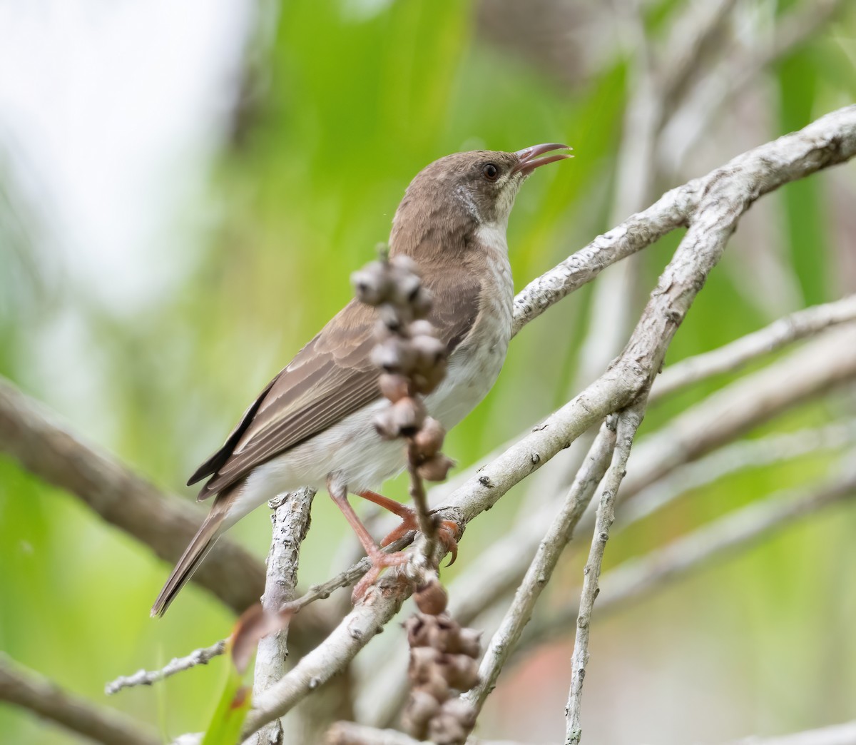 Brown-backed Honeyeater - ML643968525