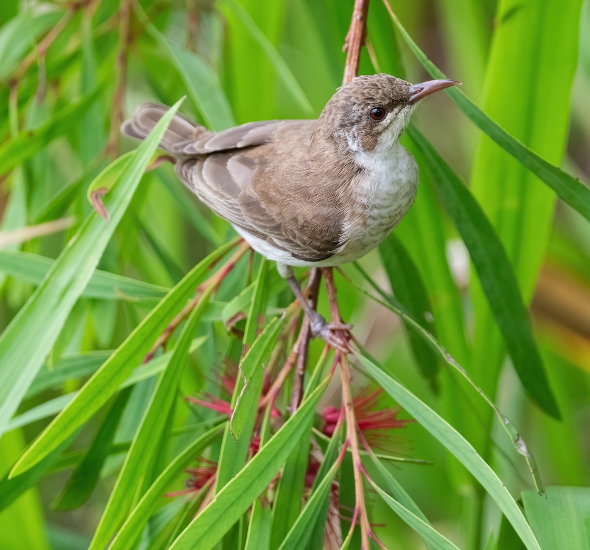 Brown-backed Honeyeater - ML643968526