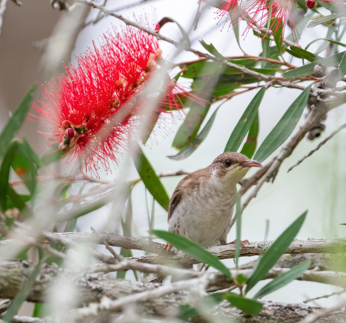 Brown-backed Honeyeater - ML643968527