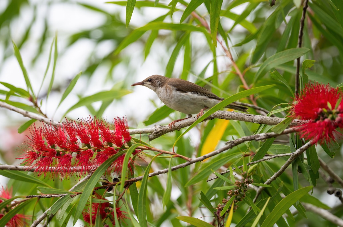 Brown-backed Honeyeater - ML643968528