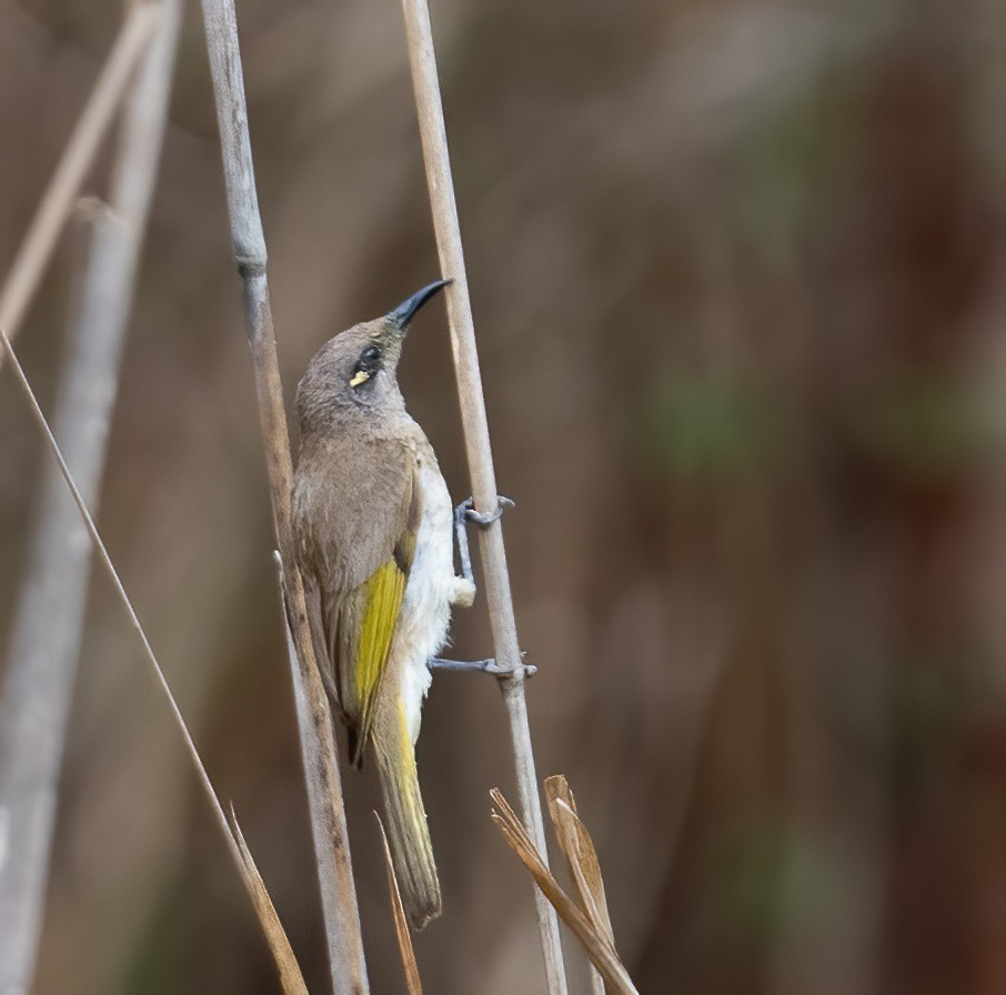 Braunhonigfresser - ML643968532