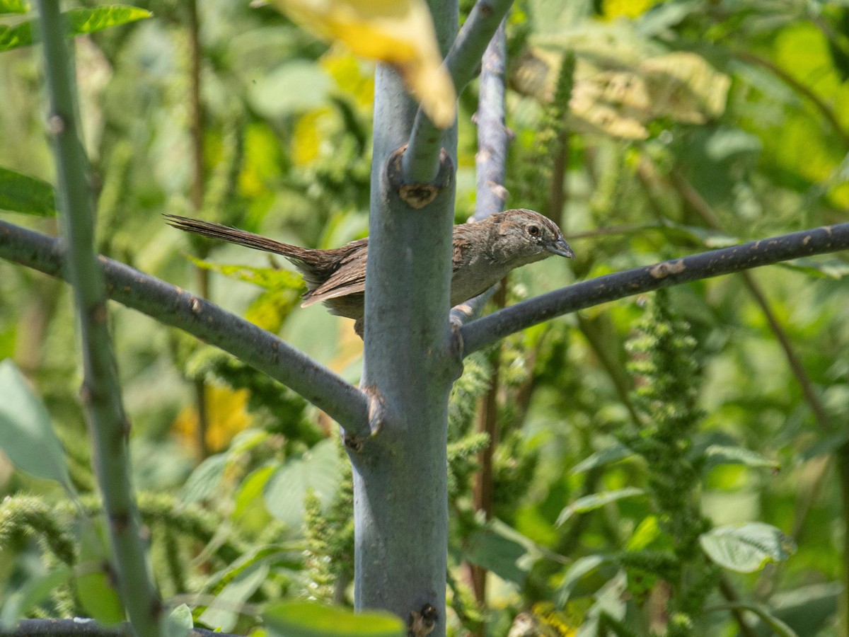 Botteri's Sparrow - ML643968541