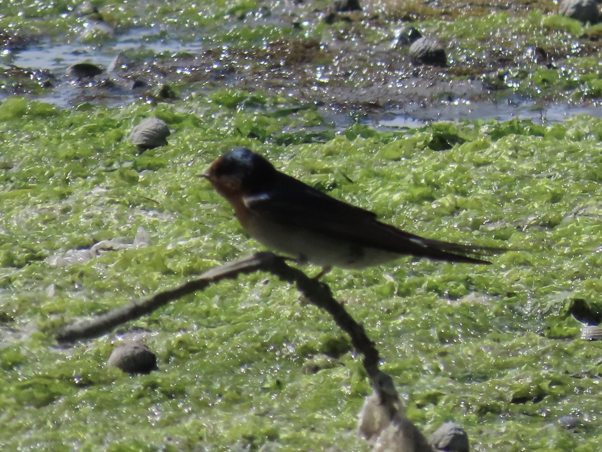 Welcome Swallow - ML643968548