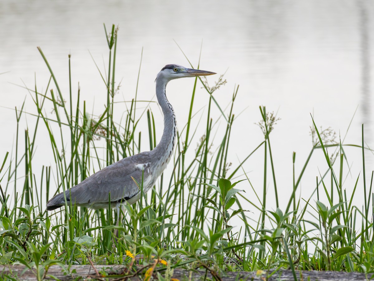 Gray Heron - ML643968560