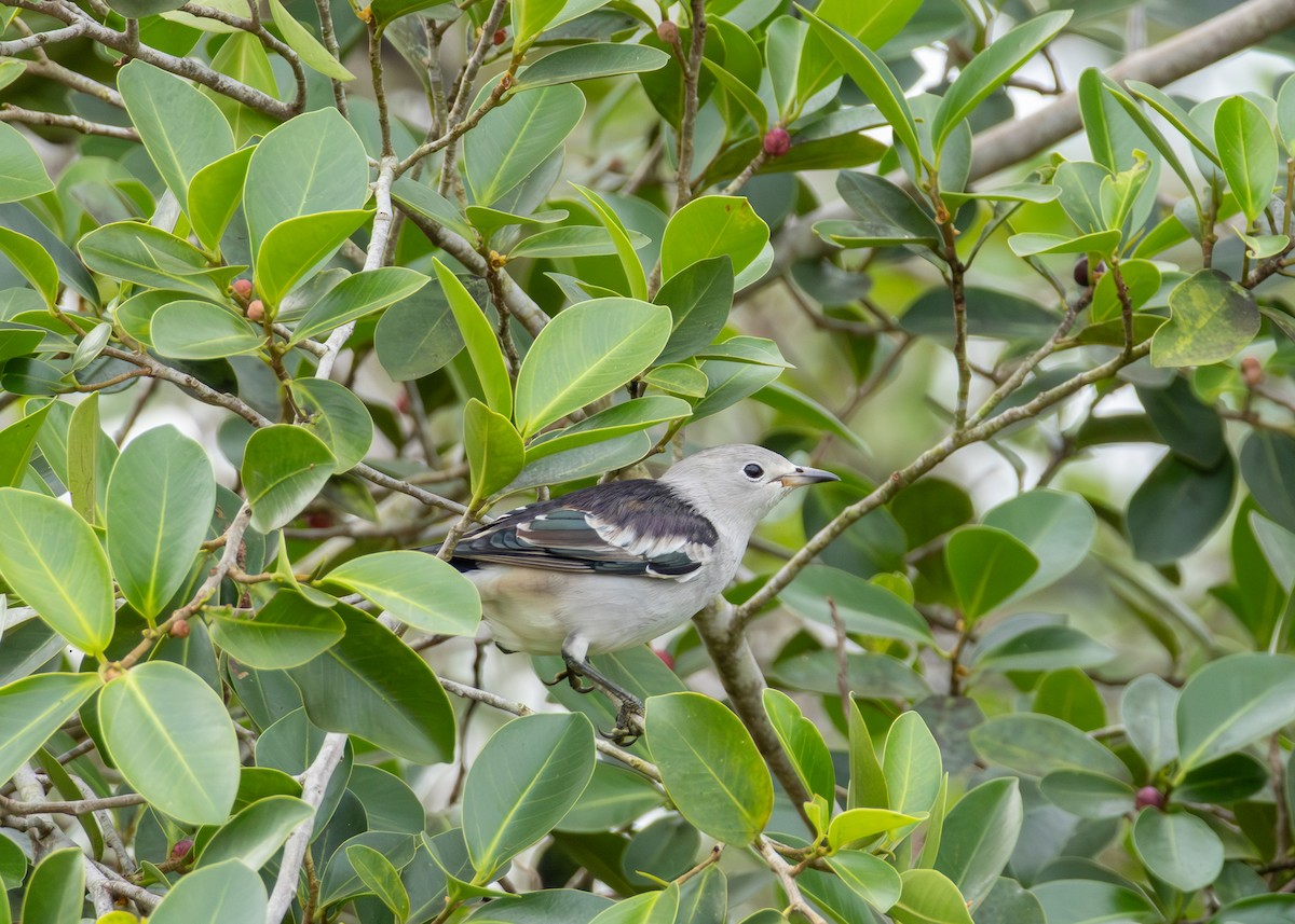 Daurian Starling - ML643968565