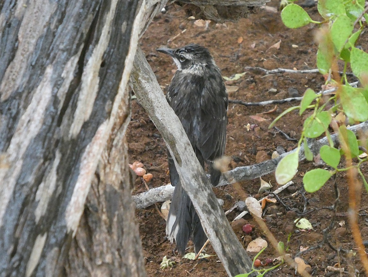 Galapagos Mockingbird - ML643968569