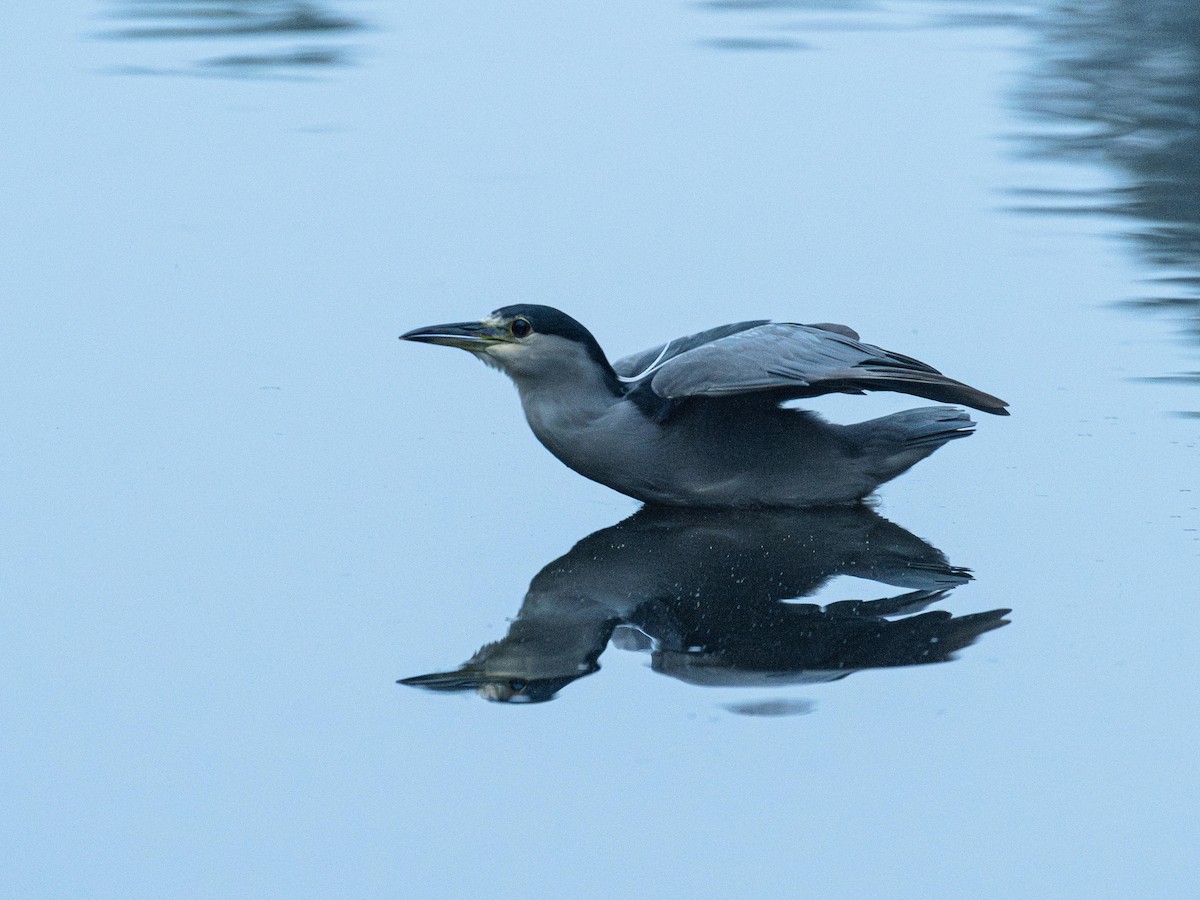 Black-crowned Night Heron - ML643968573