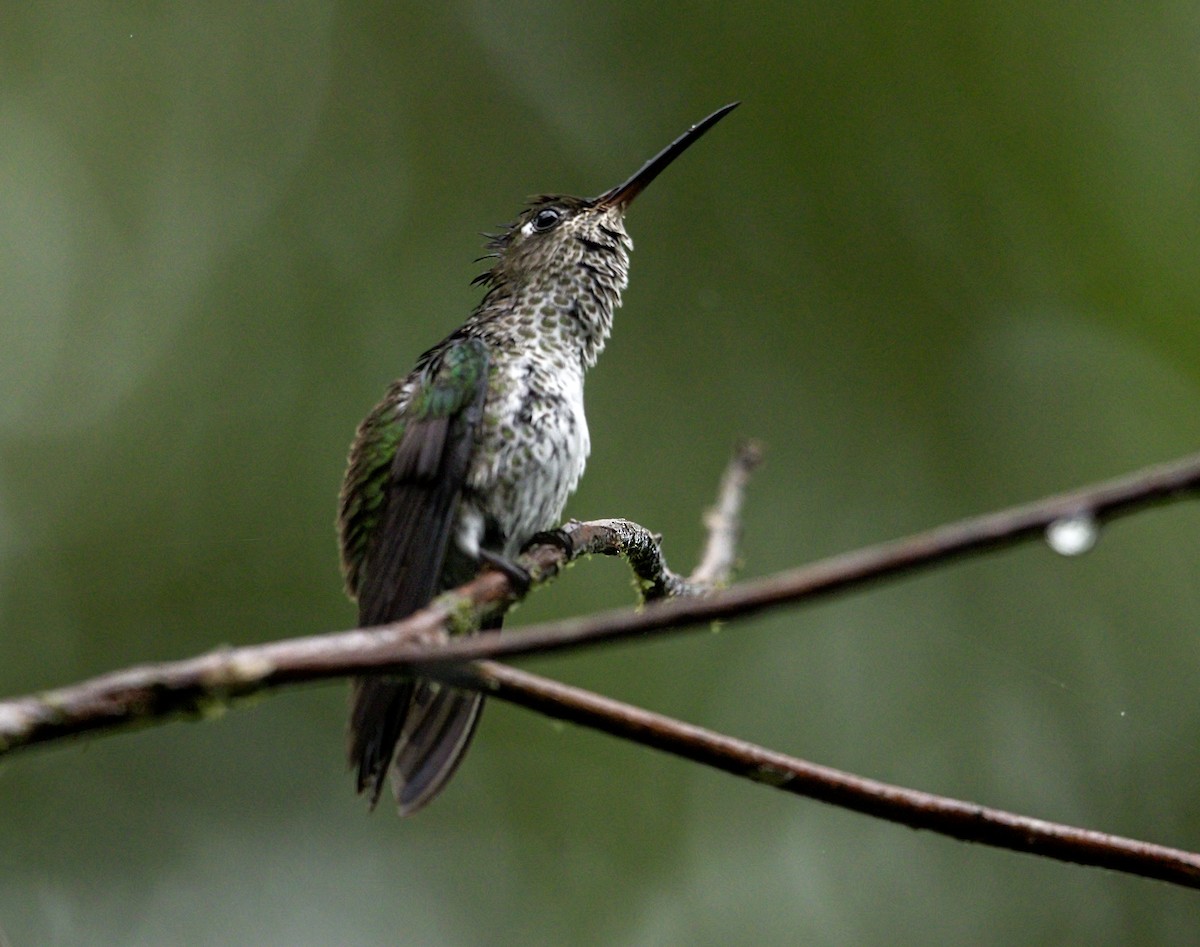 Colibri grivelé - ML643968574