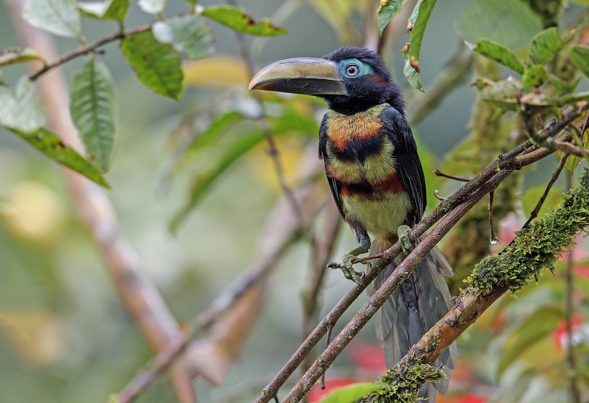 Many-banded Aracari - ML643968595
