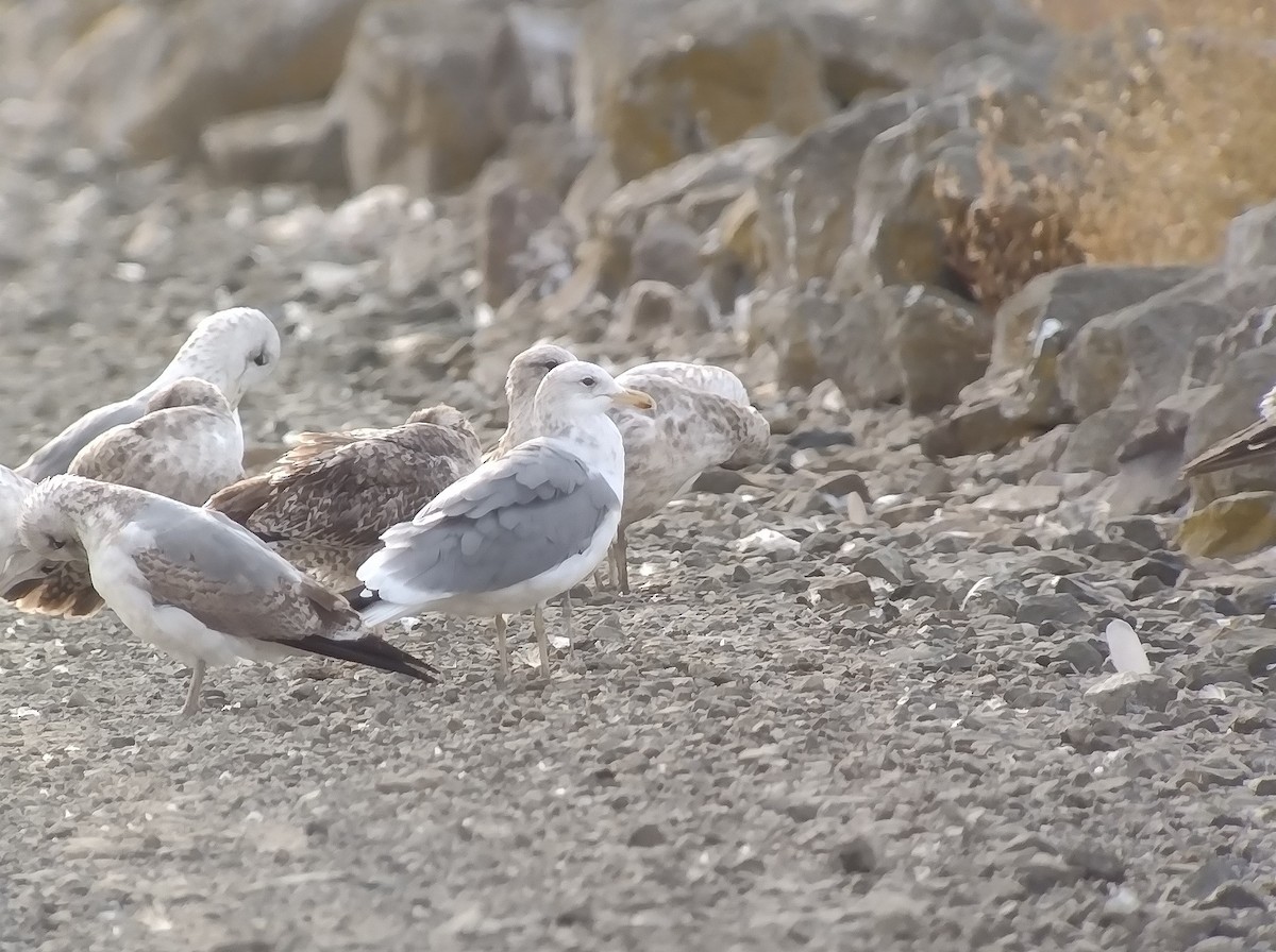 California Gull - ML643968598