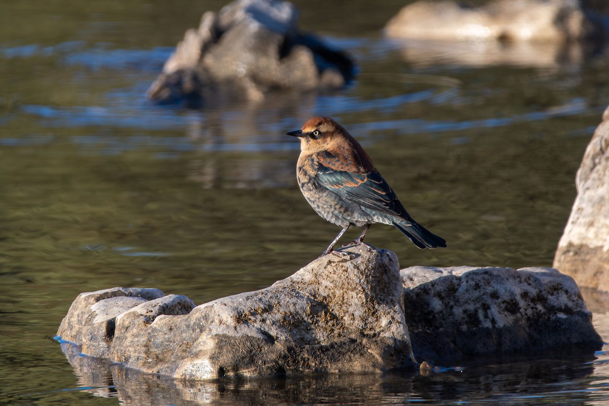 Rusty Blackbird - ML643968599