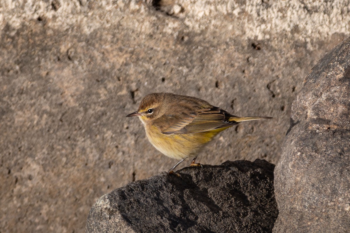 Palm Warbler - ML643968607