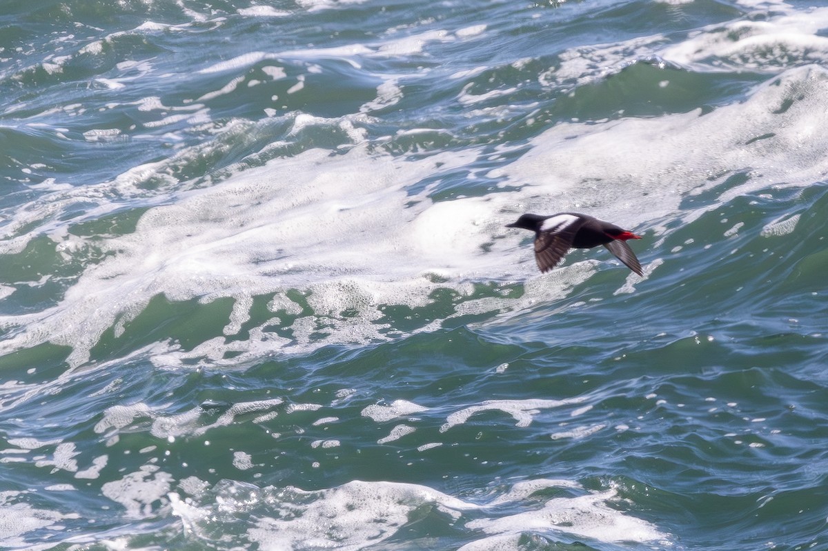 Pigeon Guillemot - ML643968616