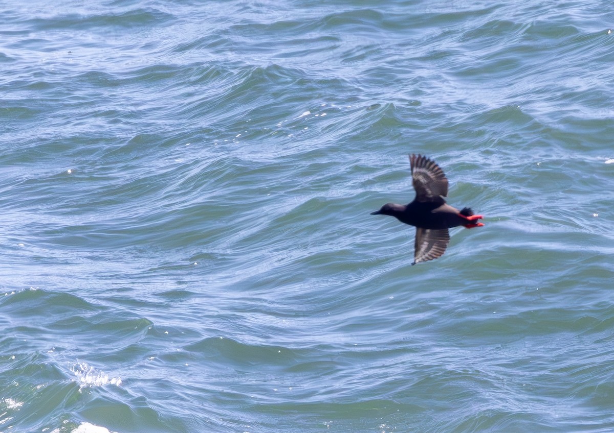 Pigeon Guillemot - ML643968617