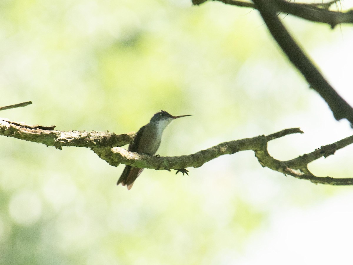 Azure-crowned Hummingbird - ML643968618