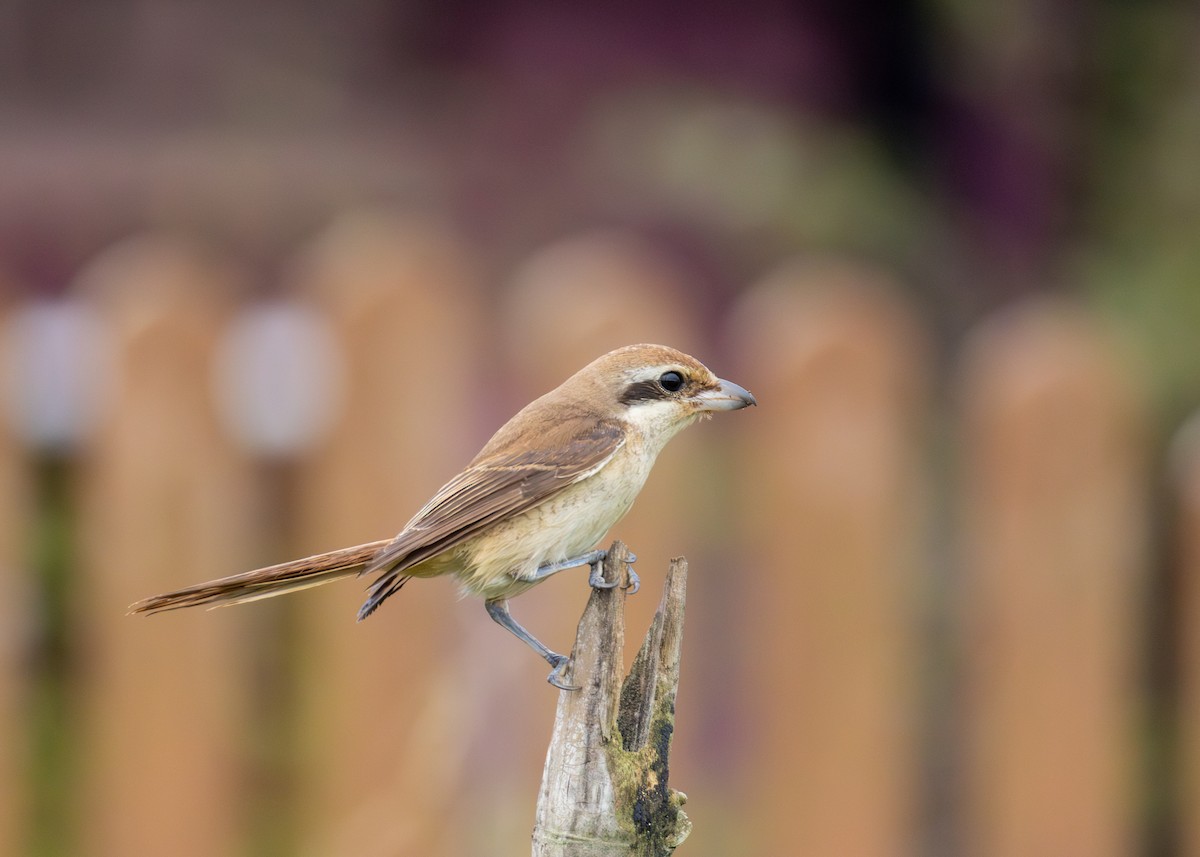 Brown Shrike - ML643968621