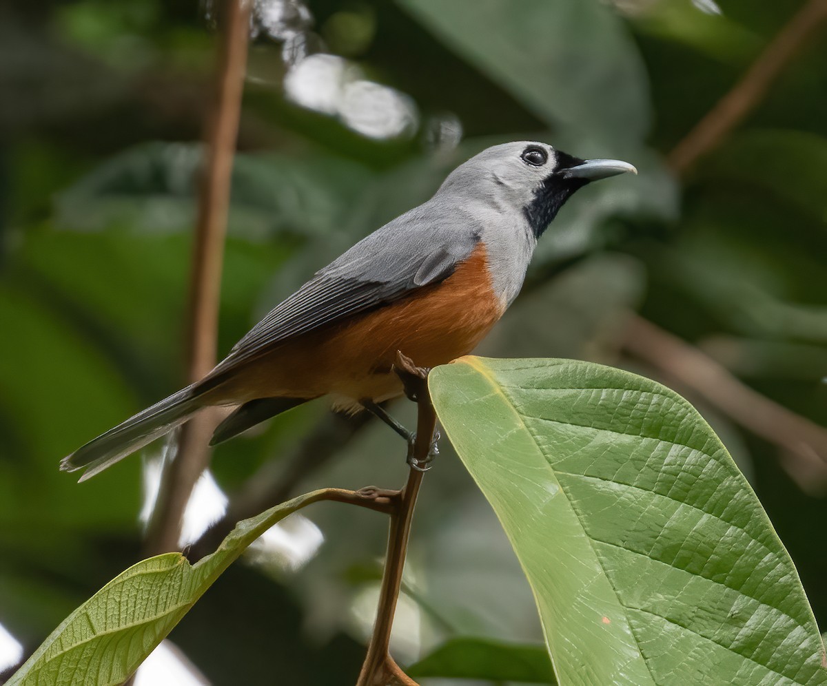 Black-faced Monarch - ML643968641