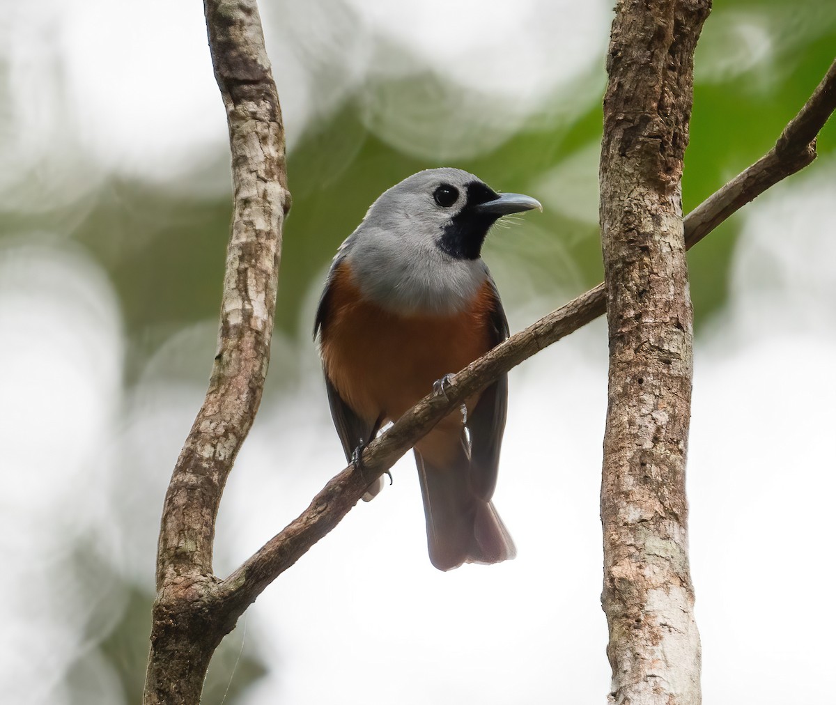 Black-faced Monarch - ML643968642