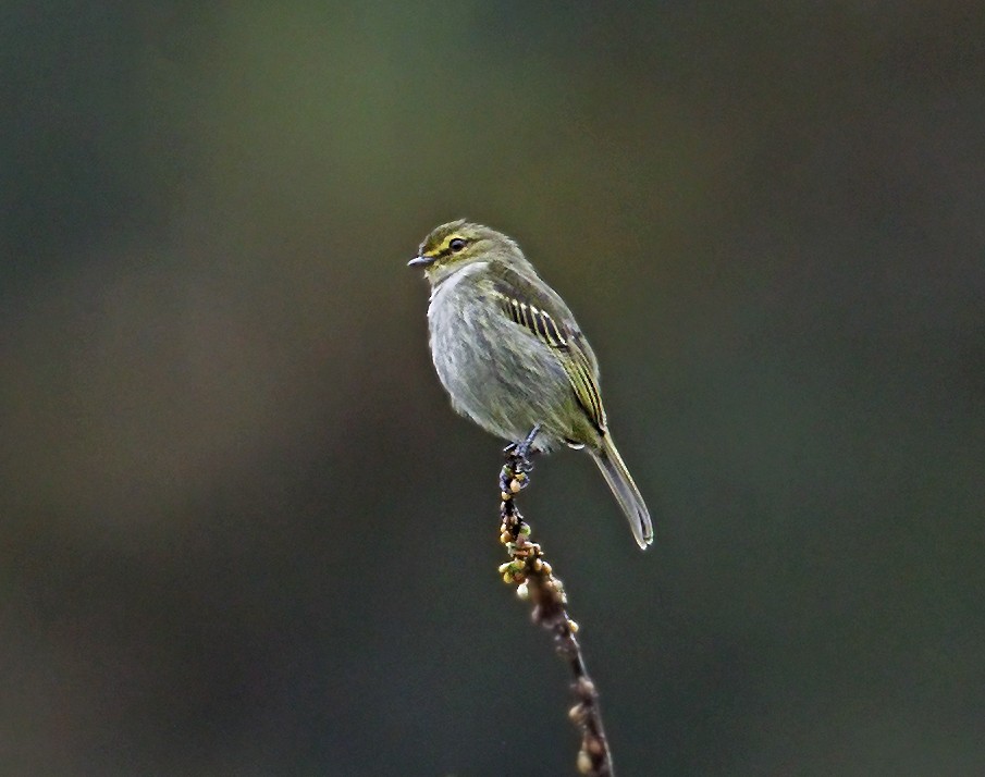 Golden-faced Tyrannulet - ML643968648
