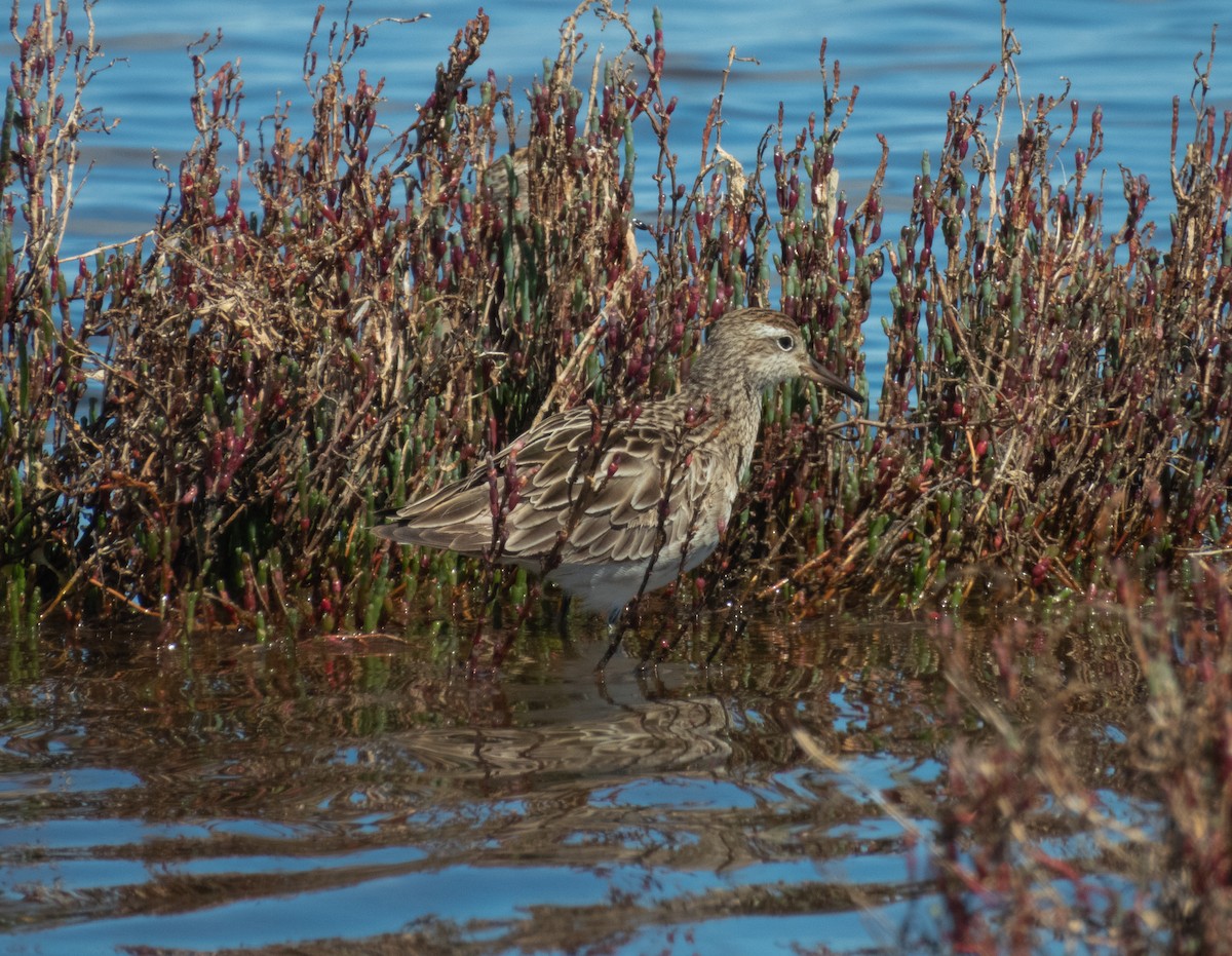 尖尾濱鷸 - ML643968654