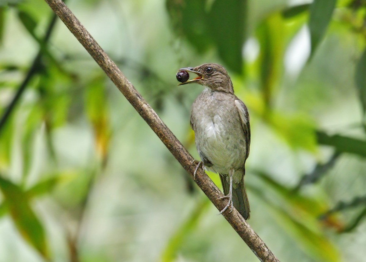 Black-billed Thrush - ML643968655