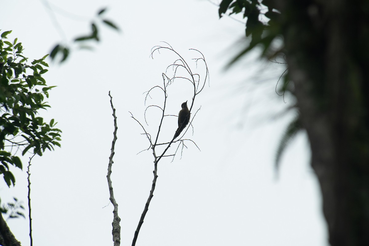 Golden-olive Woodpecker - ML643968656