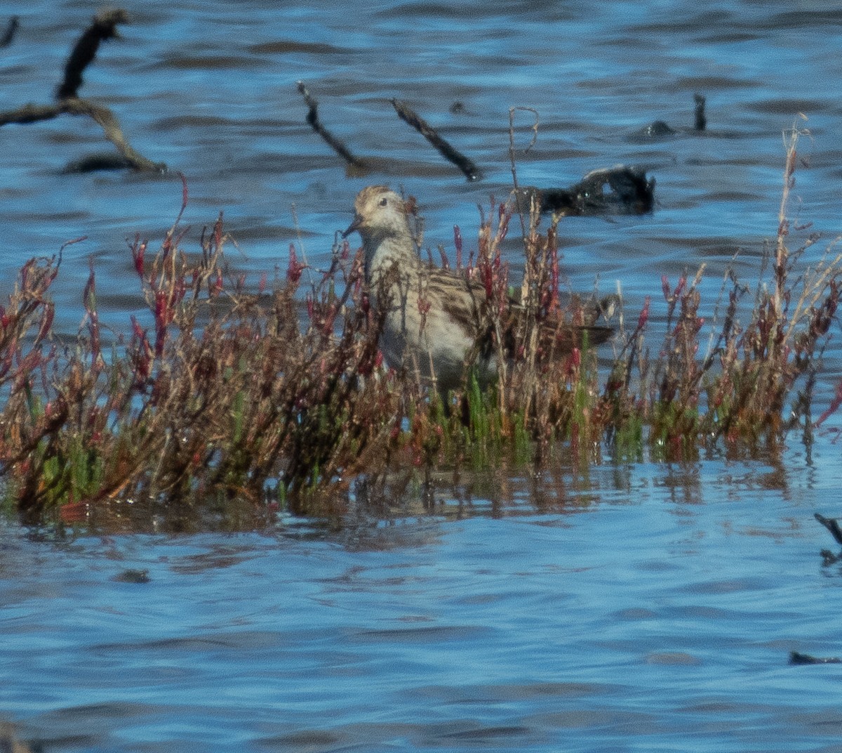 長趾濱鷸 - ML643968667