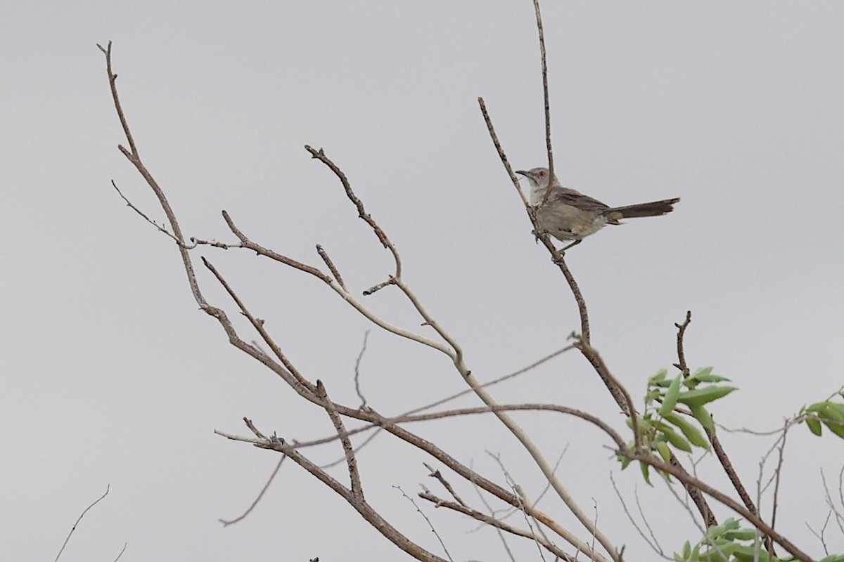 Bendire's Thrasher - ML643968671