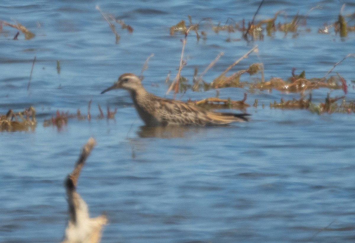 美洲尖尾濱鷸 - ML643968672