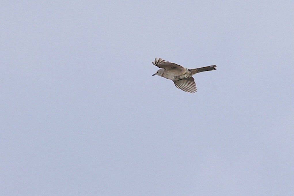 Bendire's Thrasher - ML643968679