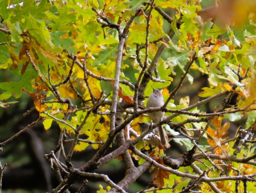 Bushtit - ML643968687